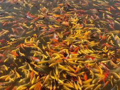 -茶大椰·椰子茶(星悦荟店)