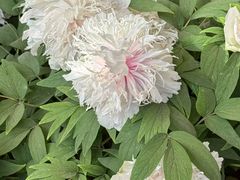 -洛阳市隋唐城遗址植物园