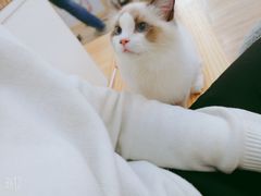 -李小姐の猫咖啡馆(五角场店)