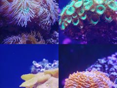 -海合安天津极地海洋公园