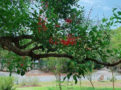 -中国科学院西双版纳热带植物园