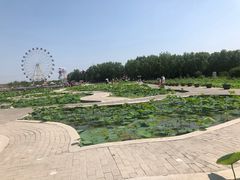 -白洋淀景区