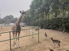 -合肥野生动物园