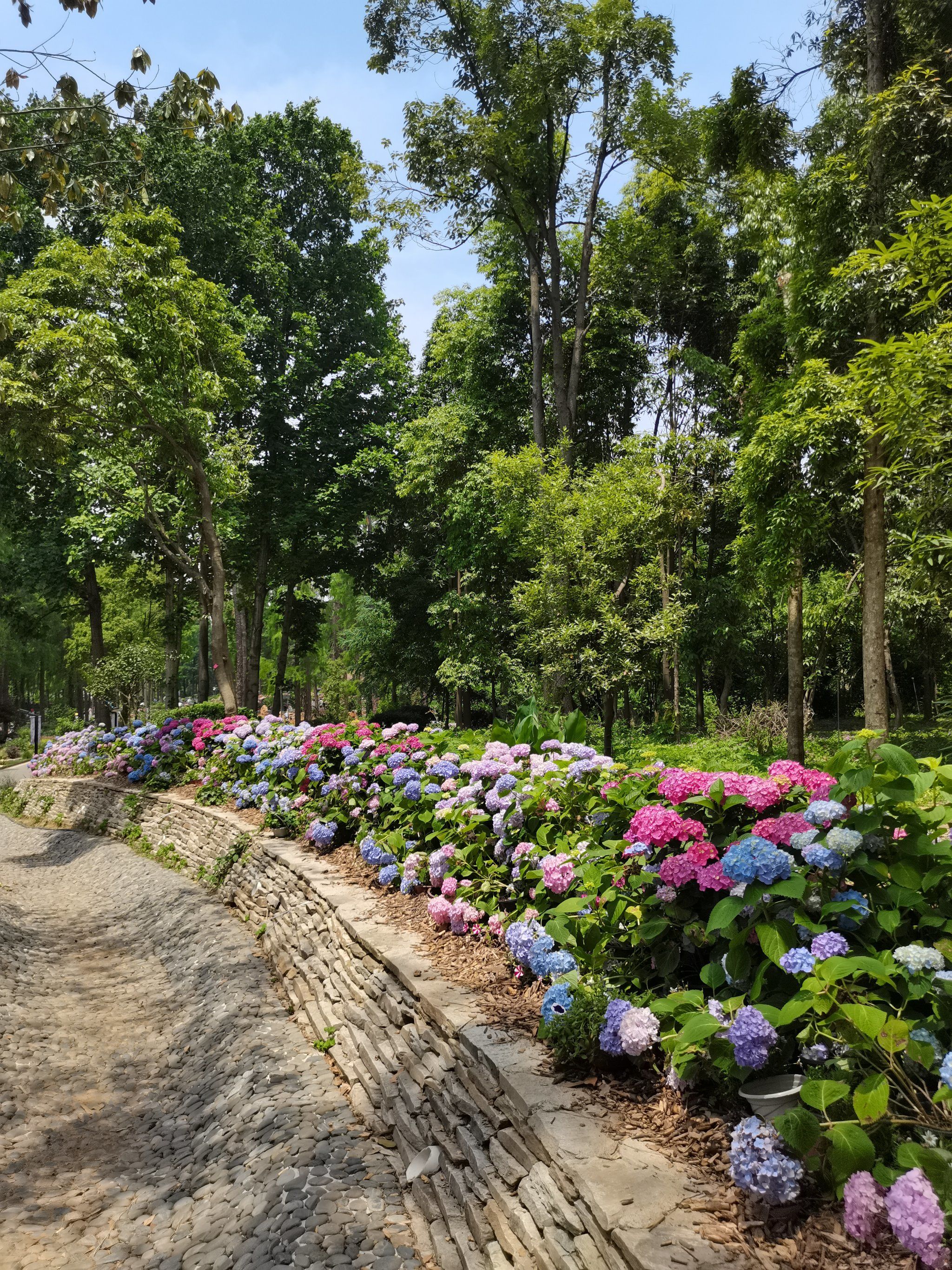 漫步绣球花丛,心情美丽如画!