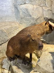 -Zoolung Zoolung动物主题公园(海信广场店)