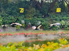 -广州长隆飞鸟乐园