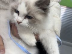 -心仪动物医院·牙专科·肿瘤·心脏科(西客站院)