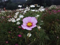 iphone_upload_pic-保利石象湖景区