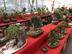 -龙大花卉苗木市场