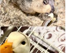 -浣熊柯尔鸭土拨鼠·电玩咖