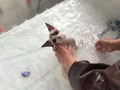 -十年猫舍·猫咪专门店(普陀店)