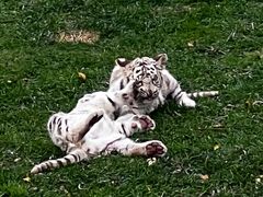 -北京野生动物园