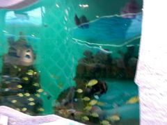 -瑞德姆美人鱼海底演艺主题餐厅(亚龙湾店)