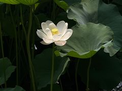 -桂湖森林公园
