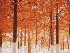 -春花秋色城市公园