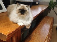 -东方名猫馆·英短金渐层布偶猫舍(环线广场1号楼店)