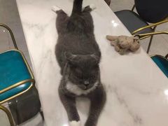 -飞行喵MR PILOT|猫舍·猫咖(静安大融城店)
