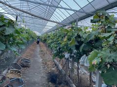 -马陆小张葡萄园农家乐