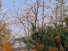 -北宫国家森林公园