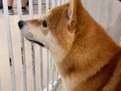 -共舞时光猫咖·狗咖(新街口店)