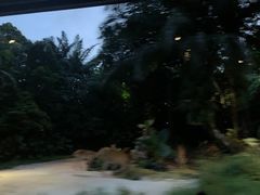 -夜间野生动物园