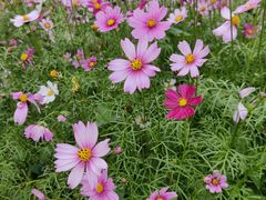 -天适樱花悠乐园