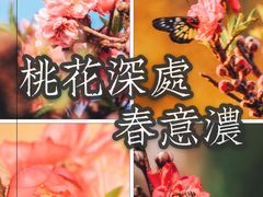 -南国桃园旅游度假区