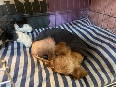 -芭比堂动物医院·犬猫全科·异宠专科(雁塔分院)