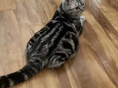 -猫大福·Fortune Cat猫舍(百子湾店)