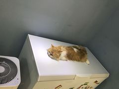 -喵的天空名猫咖啡馆·撸猫·猫舍·用品