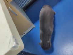 -顺强宠物诊所·狂犬免疫·夜诊·骨科(嘉定店)