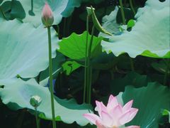 -荔湾湖公园