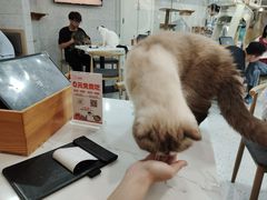 -喵园·猫主题咖啡厅·撸猫·猫咖(国贸店)