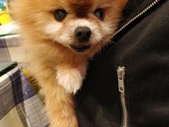 -彩虹桥宠物火化殡葬善终服务(金乐大厦店)