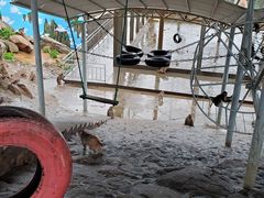 -西霞口神雕山野生动物世界