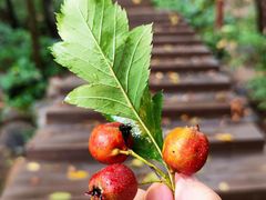 -大岭沟猕猴桃谷风景区