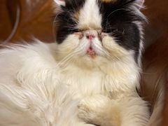 -猫小院猫主题餐厅(三里屯店)