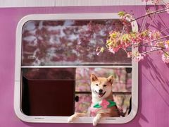 -美联众合动物医院·24h京西诊疗中心