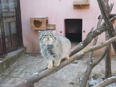 -青藏高原野生动物园