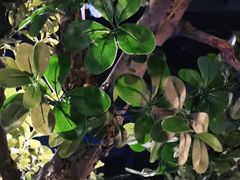 -绿茶餐厅(燕郊永旺店)