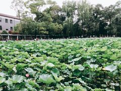 -四川大学(望江校区)