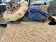 -北京恒爱动物医院(清景园分院)