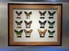 -上海昆虫博物馆