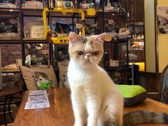 -more than meow吴止猫主题餐厅(承德 中船汇店)