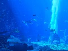 -亚特兰蒂斯•OSSIANO奥西亚诺海底餐厅