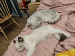 -柚子猫舍·精品猫舍购猫·猫咪认养·购宠·宠物店