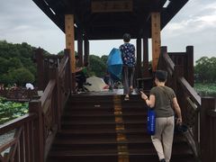 -荷塘月色湿地公园·向阳花洲