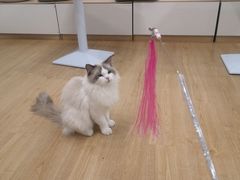 -有喵·猫咖·狗咖·30几只猫10只小狗(岗厦店)
