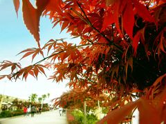 -枫林花海