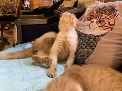 -more than meow吴止猫主题餐厅(承德 中船汇店)